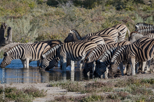 etosha Südafrika - Zebra