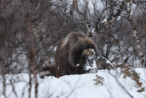 Musk ox in winter in Dovrefjell-Sunndalsfjella National Park Norway