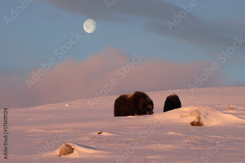 musk ox in the first light of morning and moon  in Dovrefjell-Sunndalsfjella National Park Norway