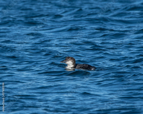 A common loon in nonbreeding plumage in the water.