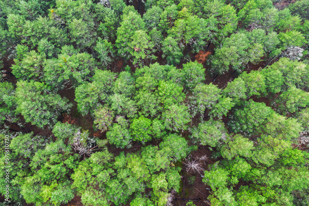 Green trees in forest Green trees in forest