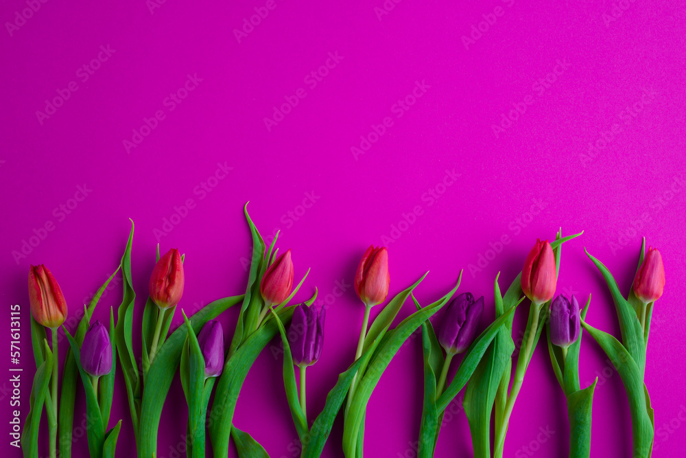 Fresh flower composition, a bouquet of tulips, magenta background. Greeting concept, Women's, Mother's Day,