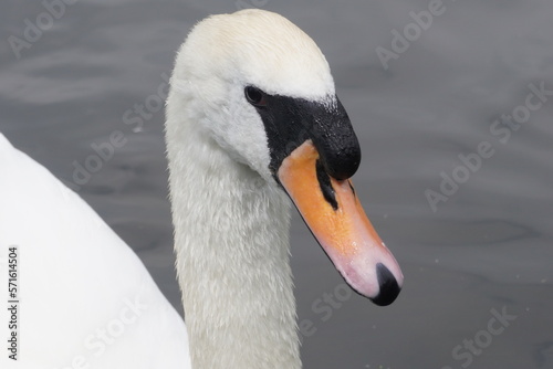Fototapeta Naklejka Na Ścianę i Meble -  cisne blanco