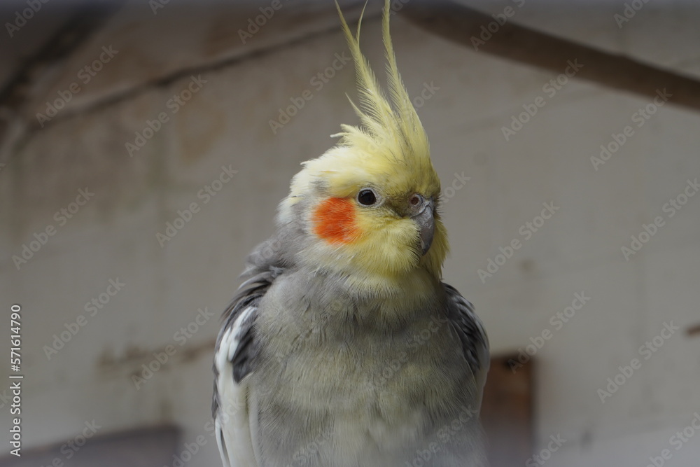 cacatúa ninfa cacatúa ninfa