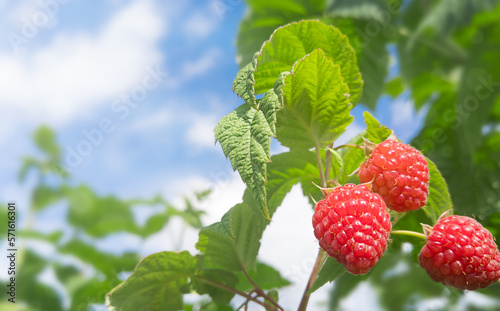 Juicy raspberries on a green bush against blue sky