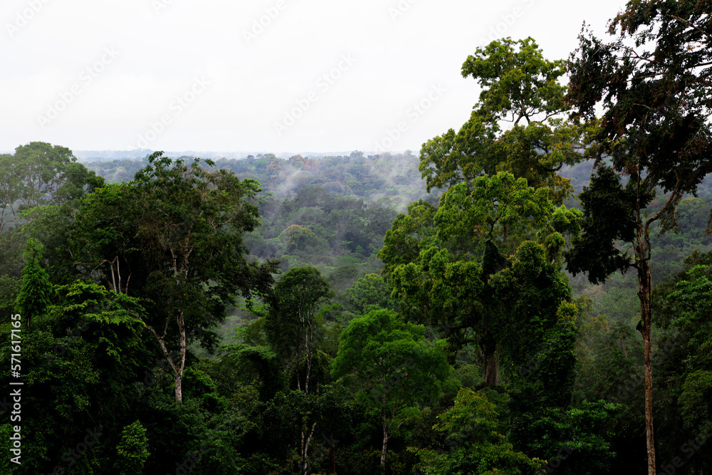 A green tropical jungle. Fog over the trees in the rainforest. Equatorial Guinea