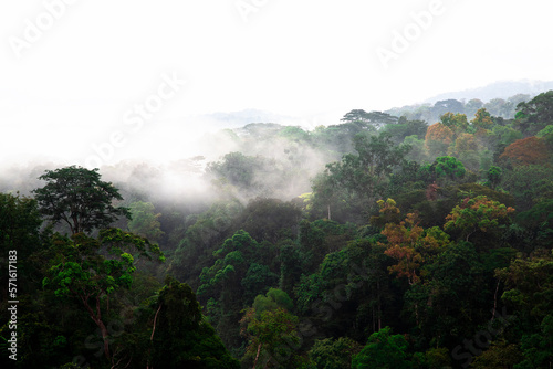 Dense fog over tropical rainforest trees. A green tropical jungle