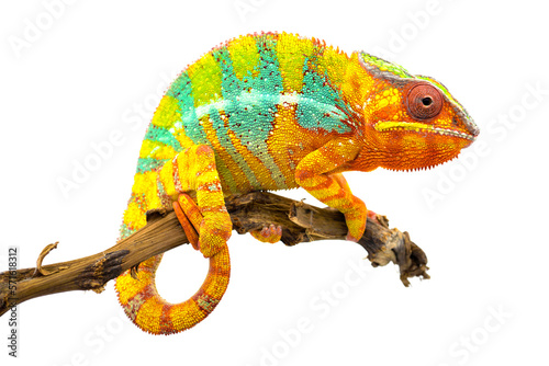Papier peint chameleon on transparent background