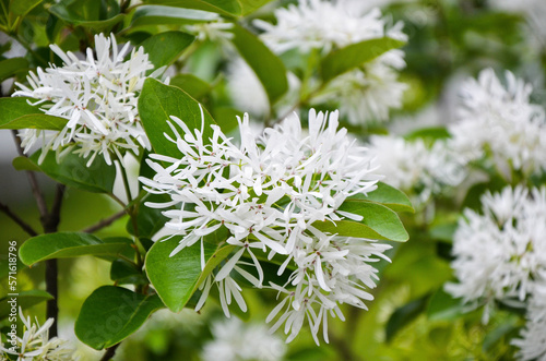 Chionanthus retusus in the park.