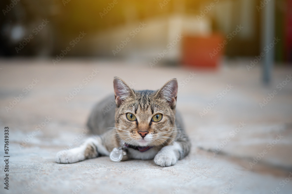 Naklejka premium Round-faced fat cat sleeping and staring.A frightened, surprised gray cat with big round eyes sits on the couch. Pet, fat cat. Selective focus.