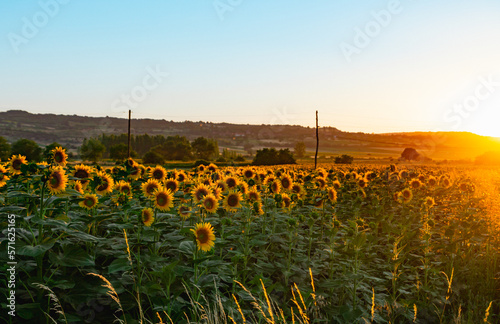 Sunflowers field rows in summer at golden hour sunset