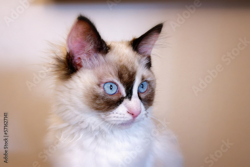 portrait of a ragdoll cat