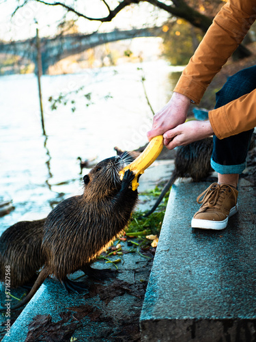 Feeding a nutria (beaver) with a banana