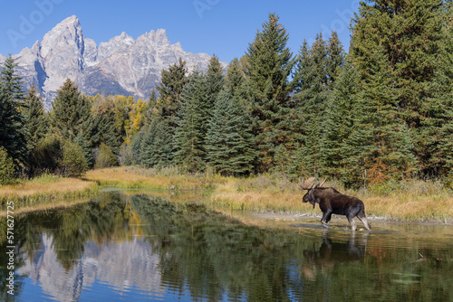 Bull Moose Reflection in Grand Teton National Park Wyoming in Autumn