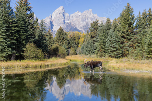 Bull Moose Reflection in Grand Teton National Park Wyoming in Autumn