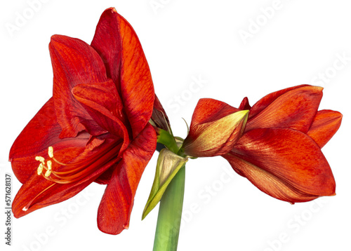 PNG Amaryllis isolated red flower.