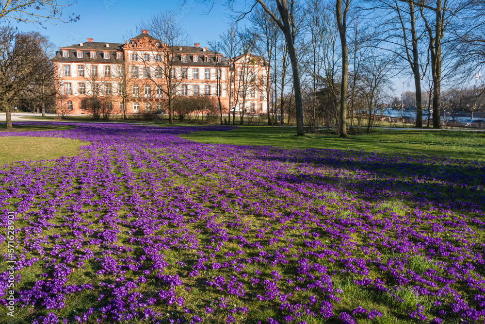 A field with violet flowering crocuses in a park in Wiesbaden/Germany