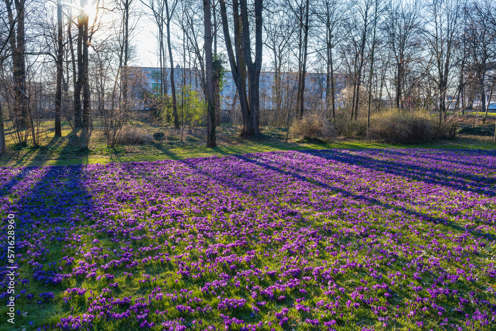 A field with violet flowering crocuses in a park in Wiesbaden/Germany A field with violet flowering crocuses in a park in Wiesbaden/Germany