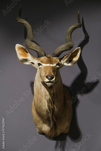 Obraz na plátně A stuffed antelope in a wooden frame on a gray wall