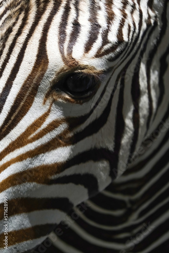 Close-up of a zebra s head. Vertical image.