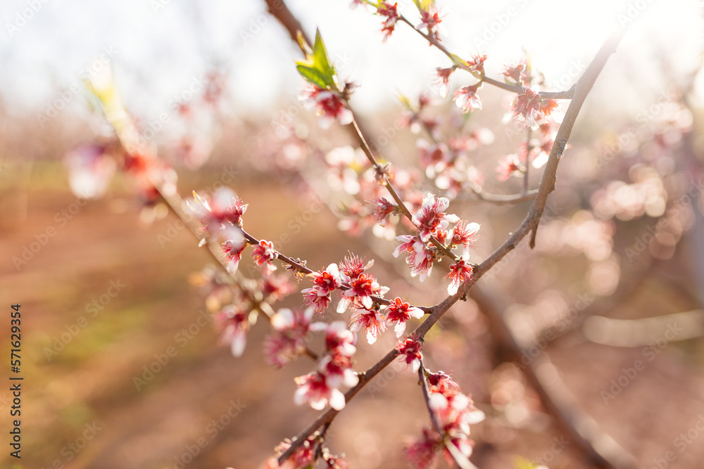 Peach blossom branches close-up in the sun and beautiful soft bokeh in the background.  Blooming tree close-up.  spring background