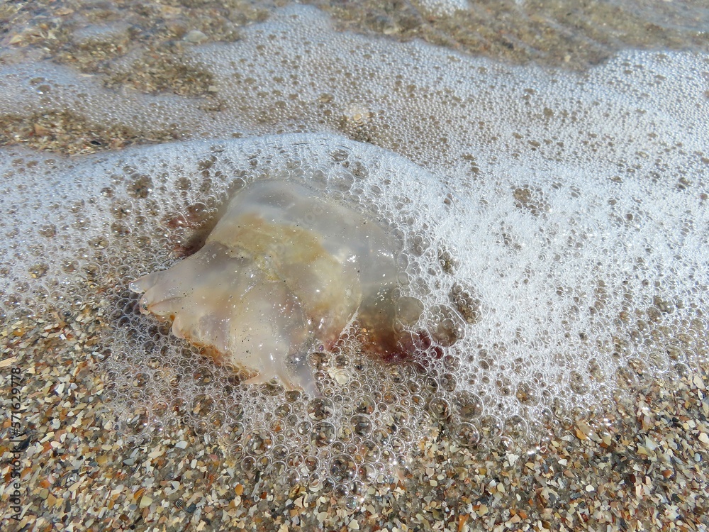 Jellyfish on sand background in Florida beach Jellyfish on sand background in Florida beach
