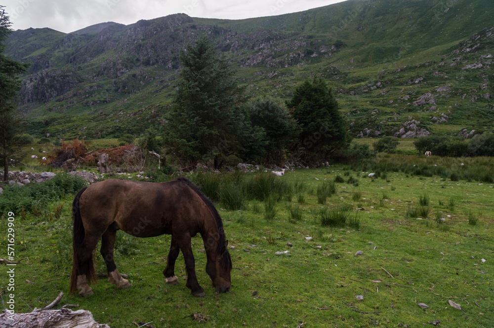 Landscape of Killarney National Park, Ireland Landscape of Killarney National Park, Ireland