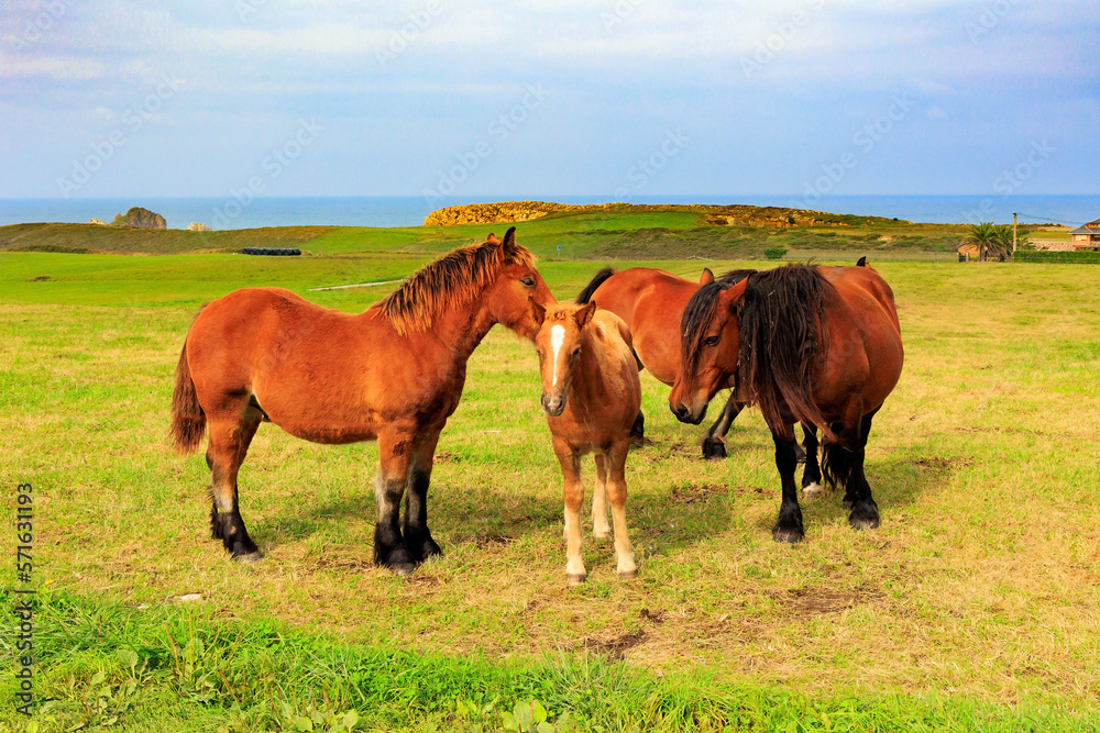 Group of beautiful horses