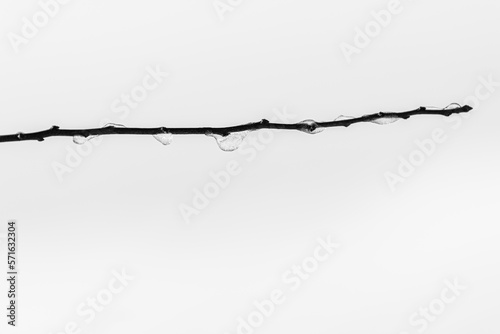 Black and white photo of a branch of tree with frozen ice drops under sunlight on the winter