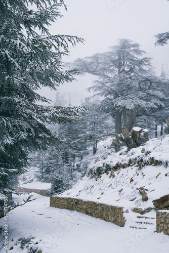 Blue Atlas Cedar Tree (Cedrus Atlantinca) covered by snow in chelia National Park, Algeria photo