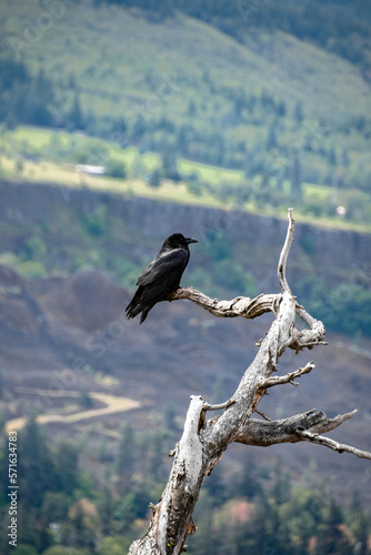Raven Perched on Dead Tree Branch Overlooking the Columbia River Gorge in Oregon & Washington