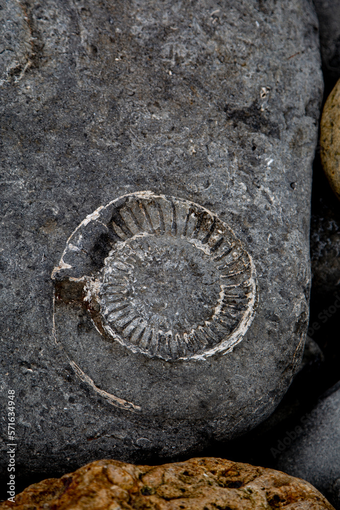 Ammonite Rock Impressions. Remarkable fossil remains of marine creatures from the Jurassic seas of 180 million years ago.