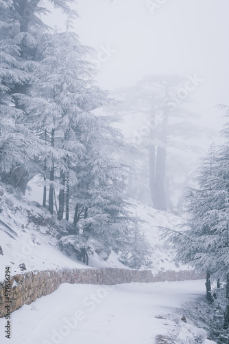 Blue Atlas Cedar Tree (Cedrus Atlantinca) covered by snow in chelia National Park, Algeria photo