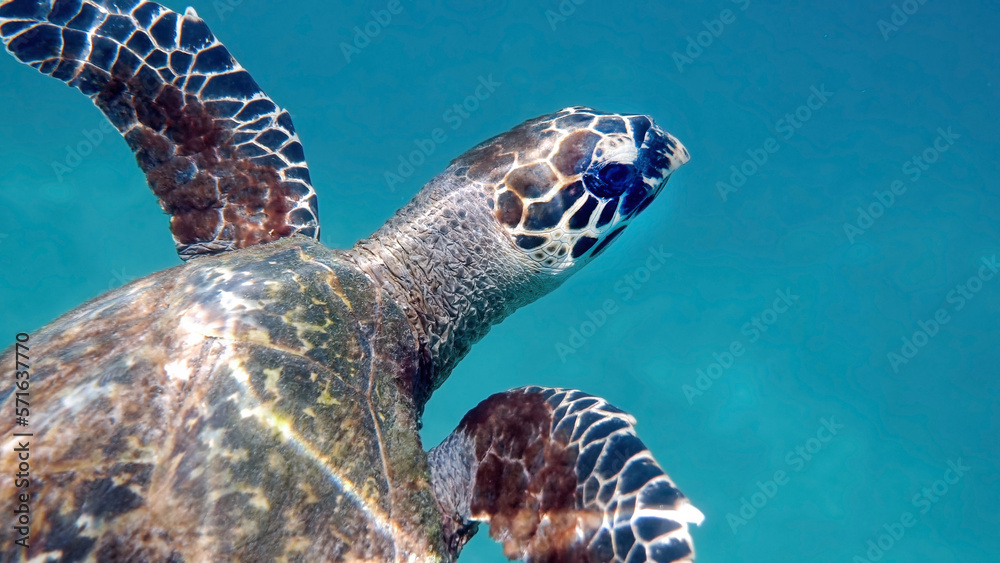 Obraz premium Underwater shot of wild sea turtle swimming among tropical corals and fishes. Aquatic marine life, ocean reptiles in their natural habitat. Wildlife nature