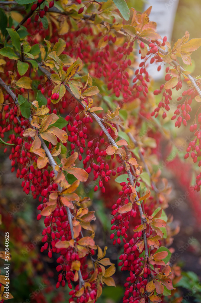 Colorful bright branches of barberry with red berries in autumn Colorful bright branches of barberry with red berries in autumn