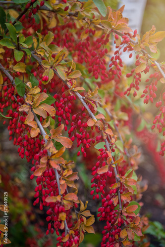 Colorful bright branches of...