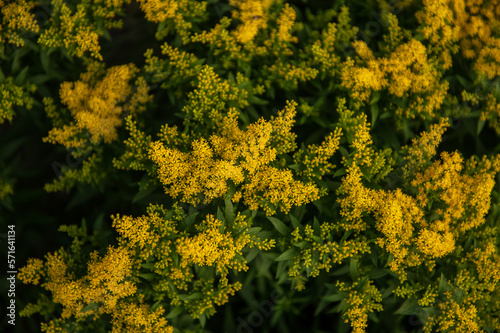 Yellow Solidago Praecox flower in summer garden blooming © olinchuk
