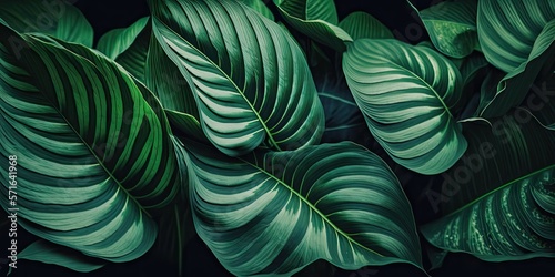 Spathiphyllum cannifolium leaves  abstract green texture  background of nature  tropical leaf. Generative AI