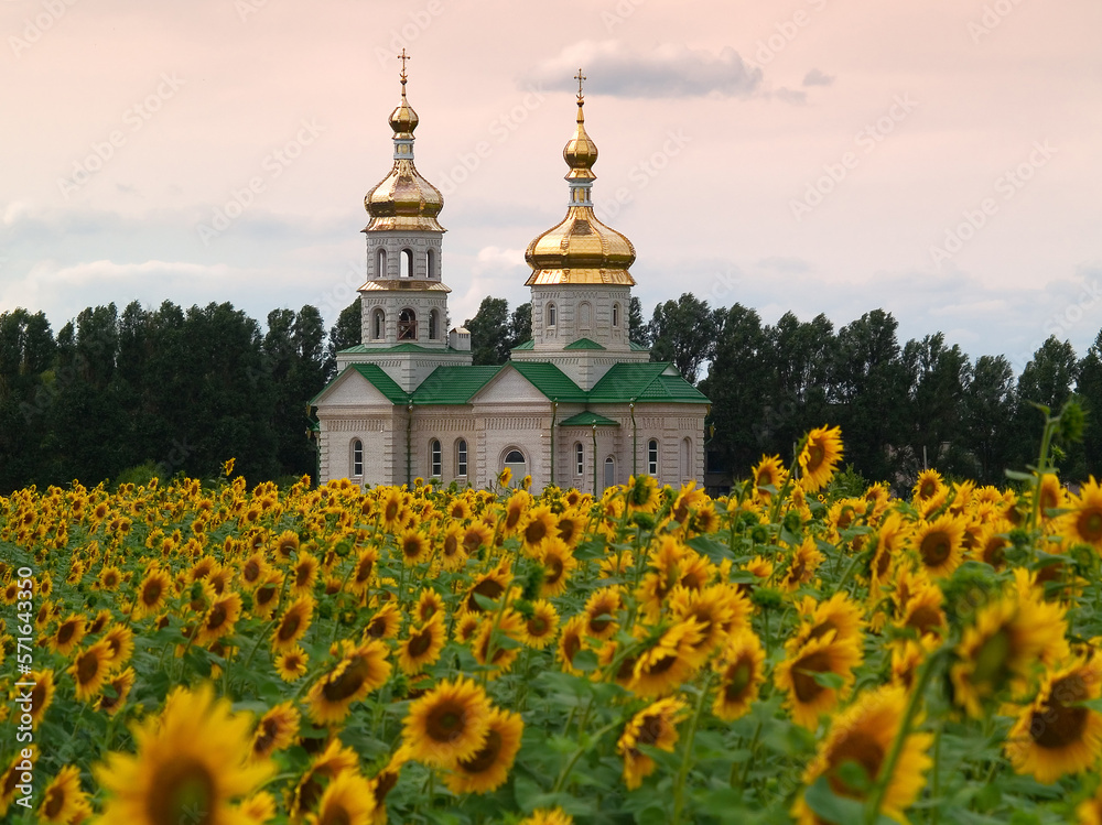 Orthodox church and field of sunflowers. Donetsk region. Ukraine. Europe.