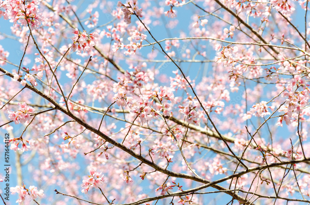 Wild Himalayan Cherry (Prunus cerasoides) with blue sky Wild Himalayan Cherry (Prunus cerasoides) with blue sky