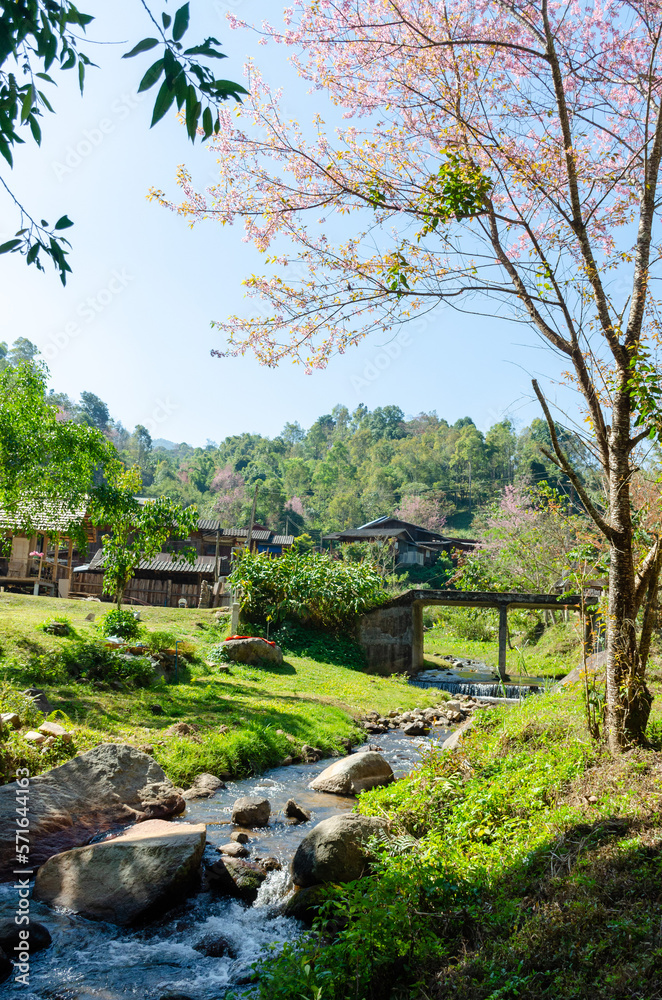 Nature streams and trees in the countryside of Thailand. Nature streams and trees in the countryside of Thailand.