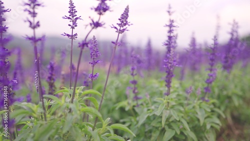 Beautiful Blooming Lavender. Endless field of violet lavender blooming in sunny spring