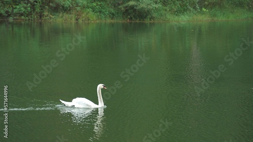 Swan on the lake largest flying birds  including the mute swan  trumpeter swan  and whooper swan