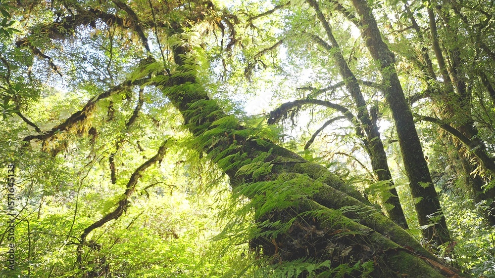 Fototapeta premium Lush green ancient rainforest overgrown with moss and bushes close up giant trees ferns, moss