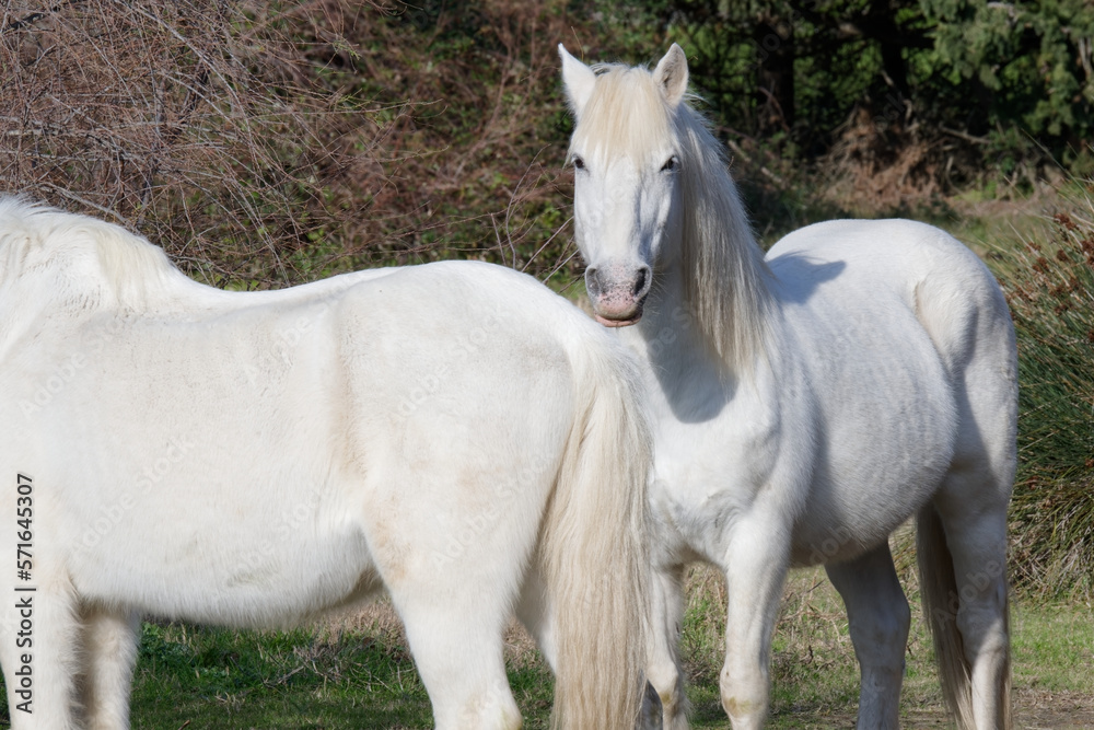 chevaux de camargue