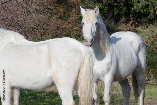 chevaux de camargue