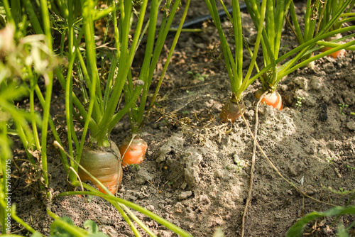 Ripe carrots in the beds in organic garden. Eco-friendly natural products, rich harvest. Close up macro.  Copy space for your text. Selective focus.