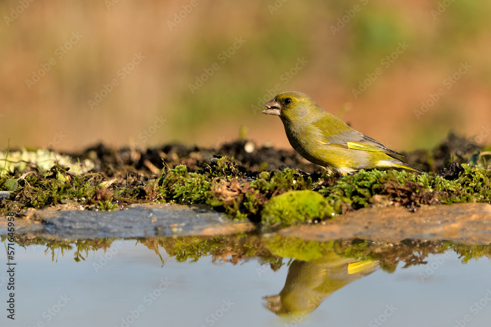 verderón común en el estanque del parque (Chloris chloris)​ Marbella, Andalucia España