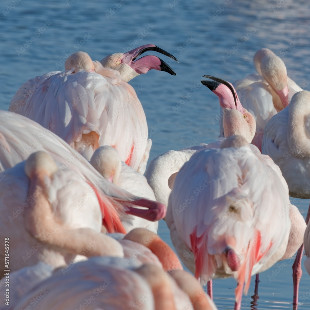 Naklejka premium flamant rose - phoenicopterus roseus