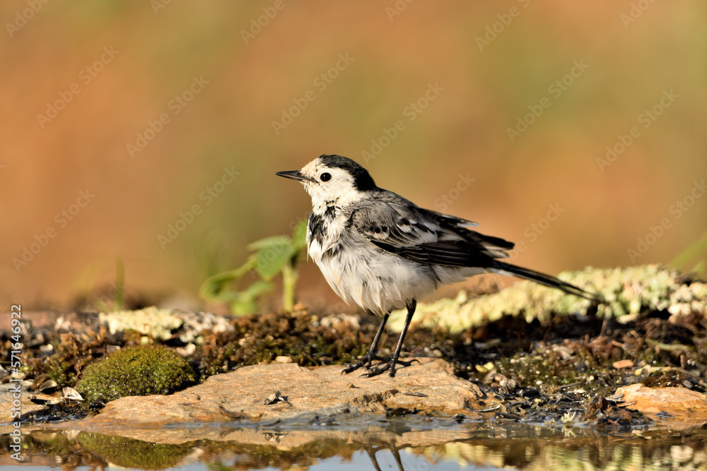 lavandera blanca en el estanque (Motacilla alba) Marbella Andalucía España lavandera blanca en el estanque (Motacilla alba) Marbella Andalucía España